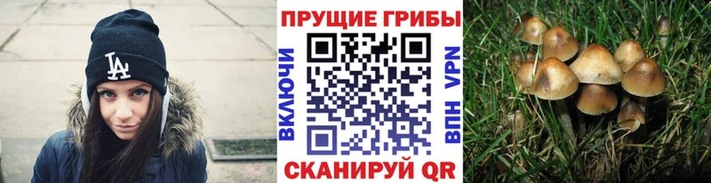 Псилоцибиновые грибы мицелий  закладка  Верхняя Пышма 